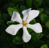 Daisy Gardenia, Cape Jessamine, Cape Jasmine, pinwheel gardenia, Gardenia jasminoides 'Daisy'